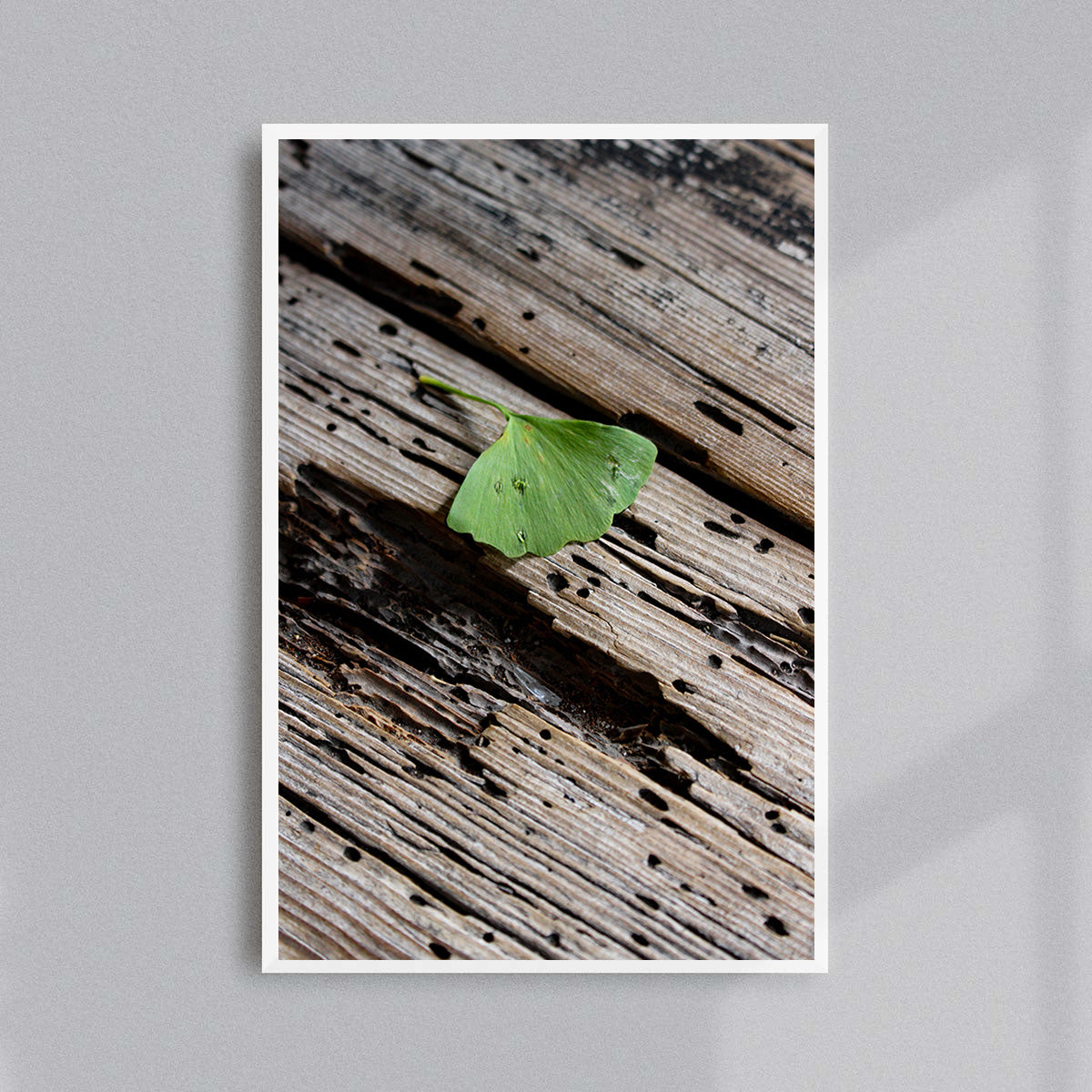 La feuille de Ginkgo, Kyoto : PHOTOGRAPHIE D'ART SIGNÉE, NUMÉROTÉE ET ENCADRÉE